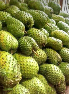 Sedia Buah Sirsak segar