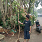 jual pohon angsana 