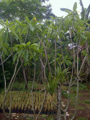 jual pohon cemara pinus 
