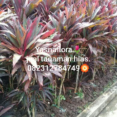 jual tanaman hanjuang merah