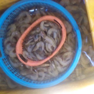 udang Vaname dan windu 