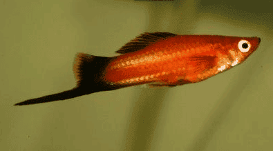 Ikan Hias Platy, Micky Mouse dan Guppy