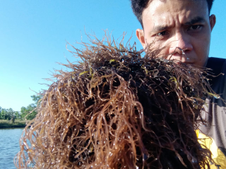 rumput laut