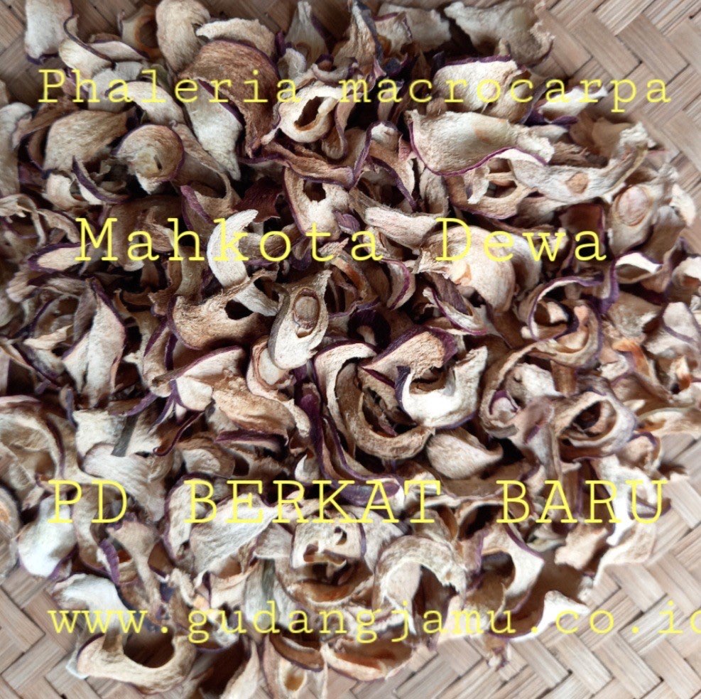 MAHKOTA DEWA  PHALERIA MACROCARPA