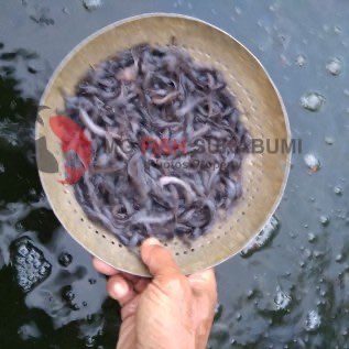 Benih Ikan Lele