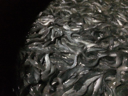 Ikan Lele siap Konsumsi