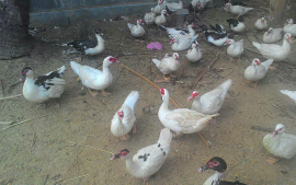 Jual meri mentok