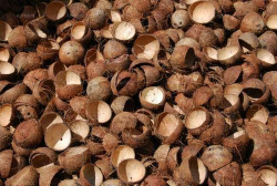 Batok kelapa (Tempurung kelapa)