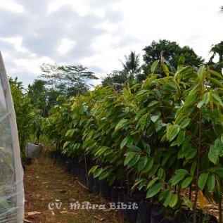 Bibit Durian Merah Banyuwangi Asli | Bibit Durian Merah Khas Banyuwangi | Harga Bibit Durian Merah