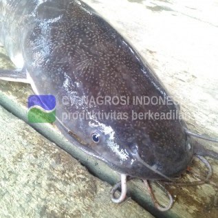 Jual Ikan Lele Hidup 0,25 - 1 kg/ ekor
