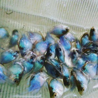 Jual Ramirezi Blue Elektrik