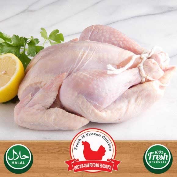 Suplier Ayam Potong Malang Grosir Eceran