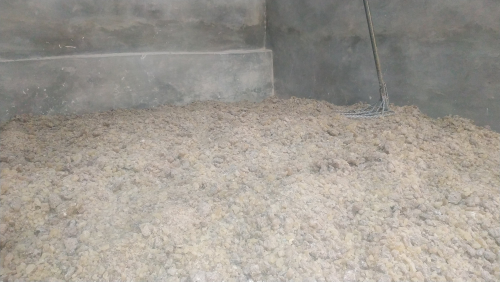 Jual damar mata kucing lampung