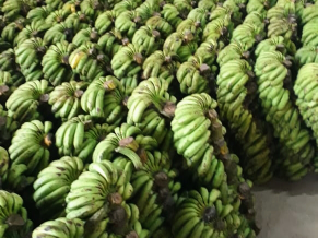 Pisang Barangan Medan Asli Super