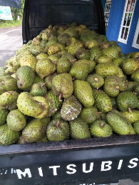 buah sirsak