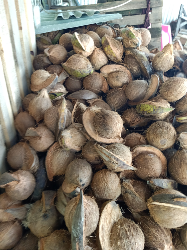 kelapa tua