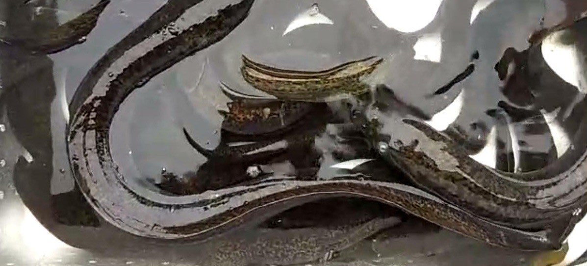 Ikan Sidat