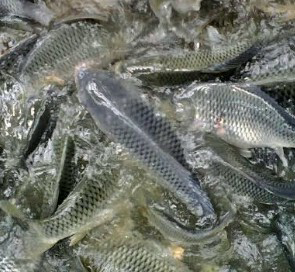 mangga ikan mas sedia banyak ukuran