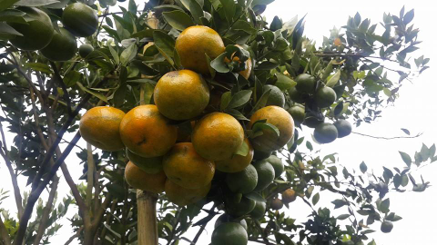 jeruk madu asli kabupaten agam