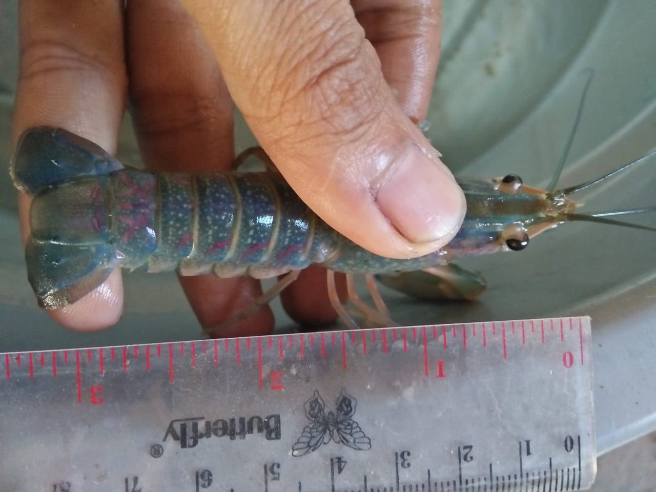 Jual Lobster Air Tawar Semarang