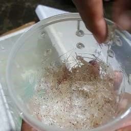 Benih Lobster Air Laut Jenis Mutiara dan Pasir