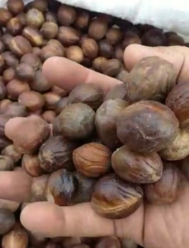 Pala kulit/Cangkang Sulawesi