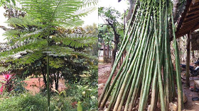 jual pohon palem kol dll.
