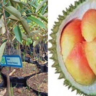 Bibit Durian Pelangi Super Murah