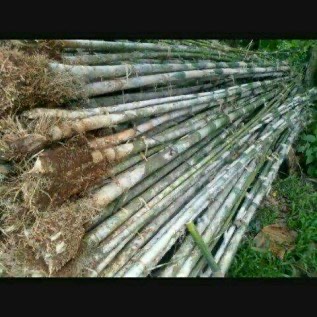 POHON BAMBU JEPANG,BAMBU PANDA,BAMBU KELISK,JUAL BERBAGAI JENIS BAMBU