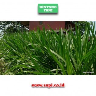 Rumput Odot