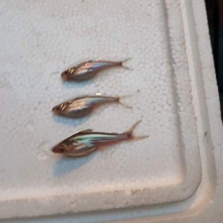 Jual bibit ikan patin
