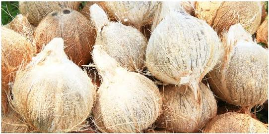 kelapa tua