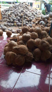 kelapa tua utuh