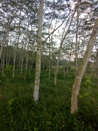 Kayu Sengon