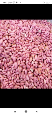 kacang merah