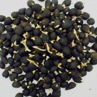 Jual kecambah sawit tenera di Sumatera Utara