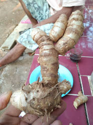 kunyit putih basah