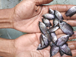 bibit ikan gurame berkualitas