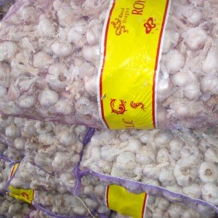 Ready bawang kating dan banci