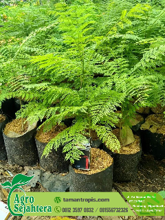 jual pohon bibit jacaranda/jakaranda 