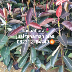 jual pohon karet kebo 
