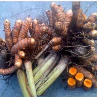 JUAL KUNYIT