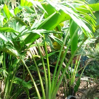 Pisang kipas kipas