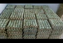 telur bebek mentah