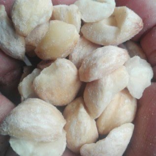 JUAL KEMIRI DI JAKARTA