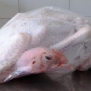 JUAL KARKAS AYAM KAMPUNG