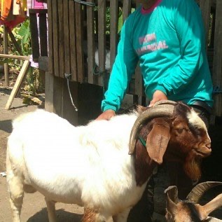 Jual Kambing Boer, Jawa Randu, Etawa, Kambing Kacang & Domba
