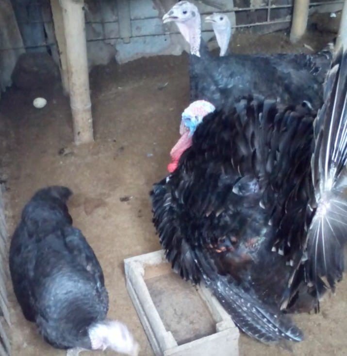Dijual Kalkun Black Spanish dari Usia Anakan sampai Indukan