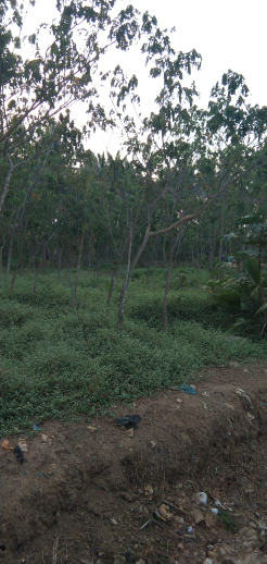 jual pohon trembesi ,