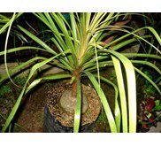 jual pohon songof India b